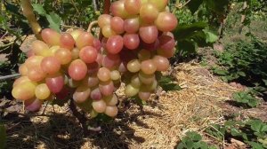 Виноград ТАСОН. Столовый сорт винограда очень раннего срока созревания.