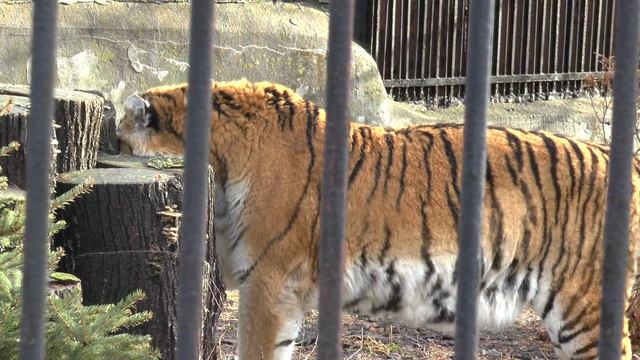амурский тигр смотреть онлайн