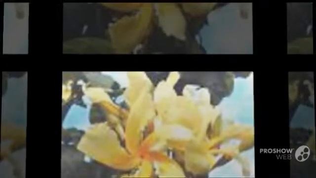Chonemorpha - garden plants смотреть онлайн