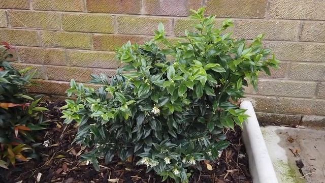 Sarcococca Confusa (Christmas Box) Winter Flowering Fragrant Shrub