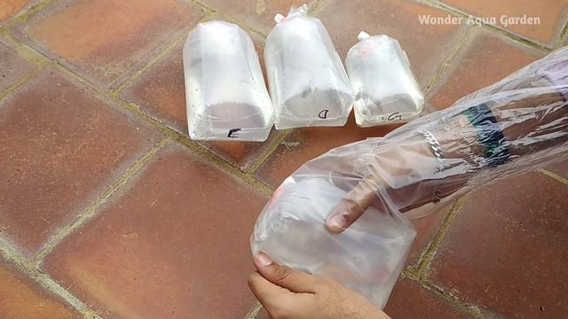 BUYING NEW EXOTIC FISHES FOR AQUARIUM | Senegal Fish | Wonder Aqua Garden смотреть онлайн