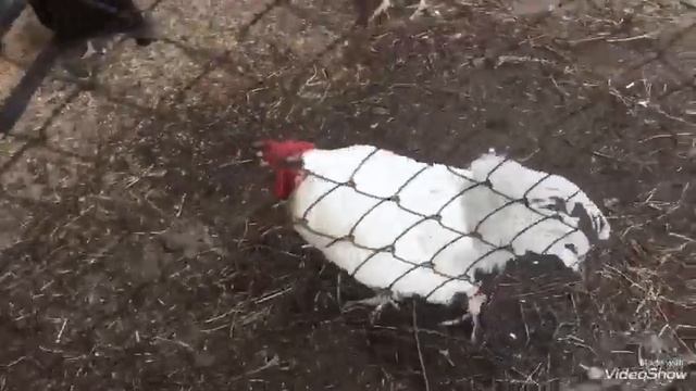 История про Петровича или Почему петух запросился в суп- лапшу.