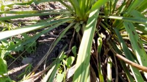 ?ОБРЕЗКА ЮККИ