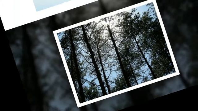 Сказочный лес смотреть онлайн