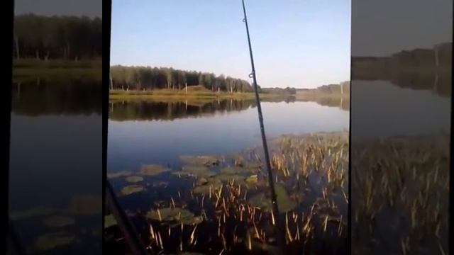 Отличный клёв сороги, озеро Мытищи, ловля сороги на удочку с самодельным поплавком смотреть онлайн