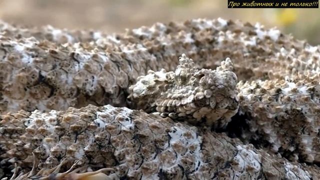 Самая редкая 3MEЯ в мире! Всего несколько человек видели её вживую!