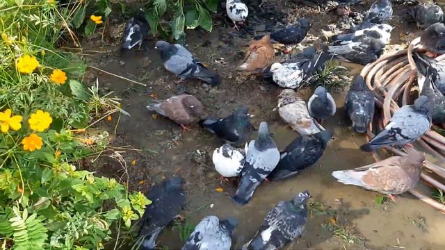 ФУТБОЛ МАНДРАЖ ПРЕОДОЛЕНИЕ смотреть онлайн