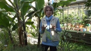 Инсектициды и природные вещества против вредителей растений