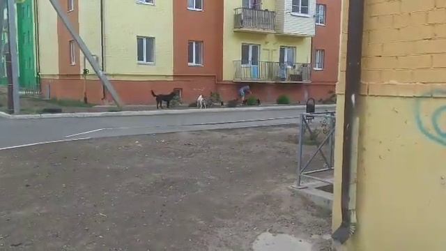 Кормим бездомных животных, щенята подросли. смотреть онлайн