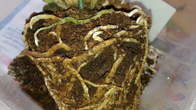 Зигопеталум microphytum почти гигант. смотреть онлайн
