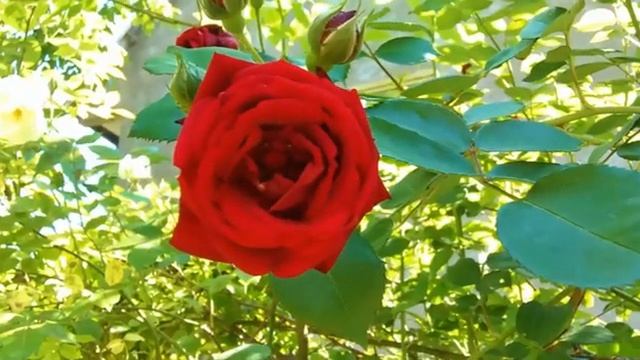 П И Чайковский Вальс цветов.mp4 смотреть онлайн