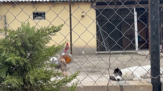 Grandmother Cooked Delicious Chicken and Rice with Her Brides for Nowruz Holiday смотреть онлайн