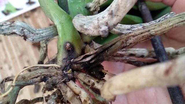 ЧТО орхидеи ДЕЛАТЬ! ЧЕРНАЯ ГНИЛЬ на шейке! КОРНИ орхидеи ГНИЮТ! КОРНЕВАЯ гниль или ГНИЁТ это пятно? смотреть онлайн