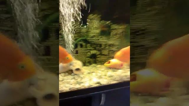 Золотые рыбки целуются ? смотреть онлайн