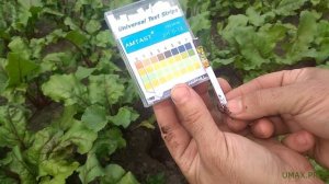 Измерение рН почвы с помощью лакмусовых полосок