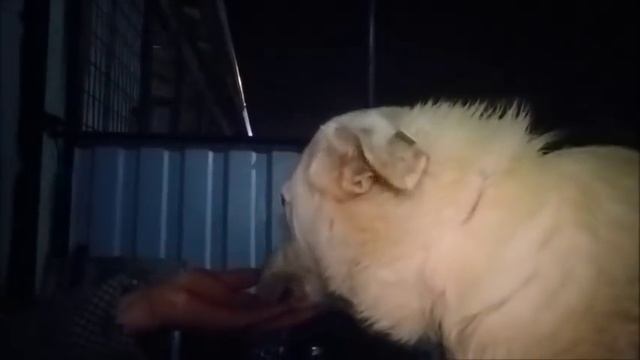 Ливень затопил треть участка Нужно купить трубы и утеплить вольеры