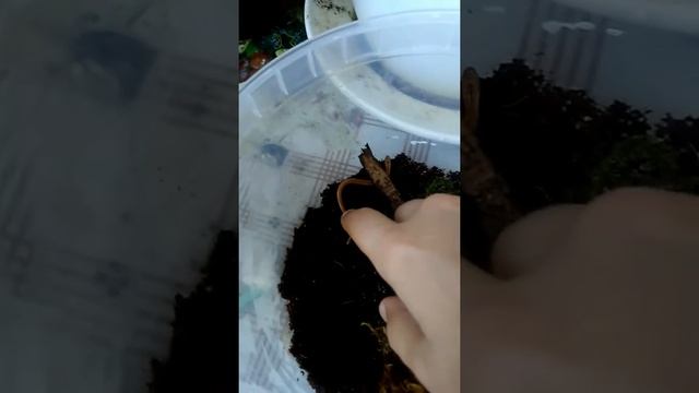 Ломкая веретеница!!! смотреть онлайн