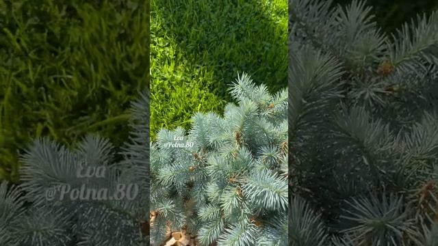 ФОРМИРОВАНИЕ «Кривых» Елей ?Пока не увидишь - не поймёшь, прописать это не реально смотреть онлайн