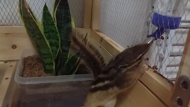 [Chipmunk] SIMBA meets Sansevieria смотреть онлайн