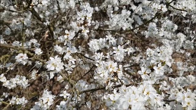 [049]? Голос Господа смотреть онлайн