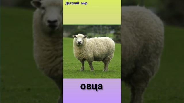 Домашние животные и их звуки на русском языке детям. Голоса домашних животных. Как говорят животные смотреть онлайн