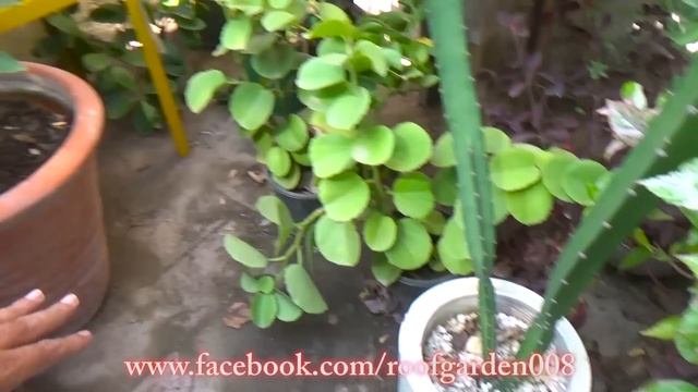 The main reason for the death of potted plants was found | These are the secrets that no one tells смотреть онлайн