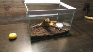 ЗАПУСК ТЕРРАРИУМА С УЛИТКАМИ. START A TERRARIUM WITH SNAILS.