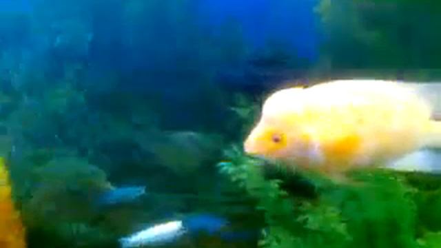 videoplayback128.mp4 смотреть онлайн