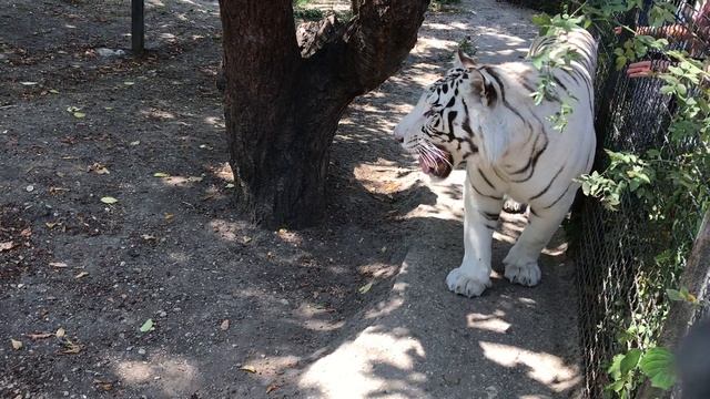 Этот белый тигр очаровывает всех посетителей) Тайган This white tiger enchants all visitors) Taiga смотреть онлайн