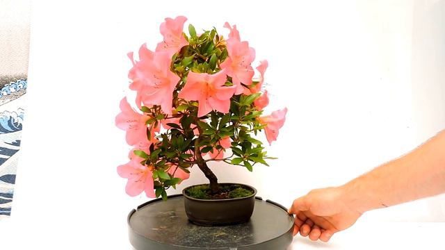 Vídeo 360º Foto Bonsái Rhododendron Indicum Azalea ref RDI21 смотреть онлайн