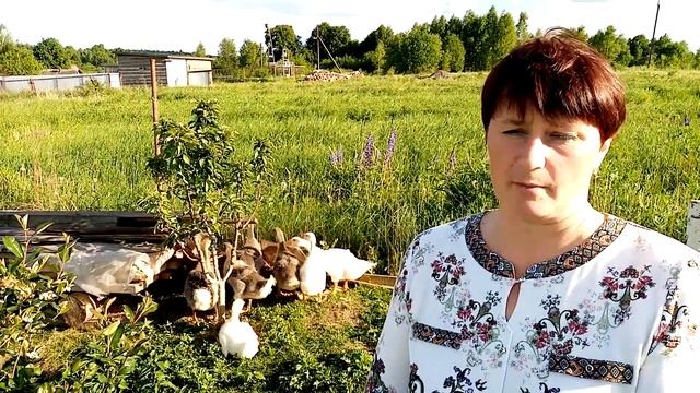 Как содержать гусей. Быстрый рост. смотреть онлайн