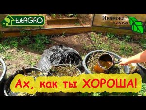 СЕКРЕТ САМОГО ПОПУЛЯРНОГО НАРОДНОГО УДОБРЕНИЯ! Используйте его и будете всегда с урожаем!