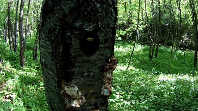 Дятлы.Кисловодский парк. смотреть онлайн