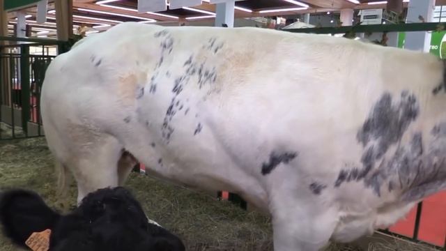 Посмотрите, На Что Способен Самый Мощный Бык в Мире смотреть онлайн