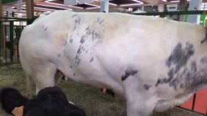 Посмотрите, На Что Способен Самый Мощный Бык в Мире