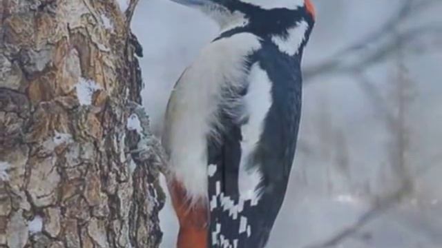 Есенин С.А. Пороша. смотреть онлайн