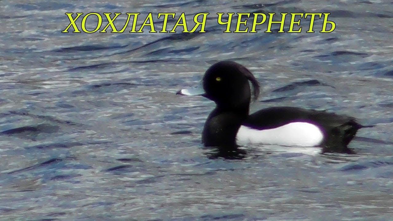 Хохлатая Чернеть / Tufted Duck смотреть онлайн