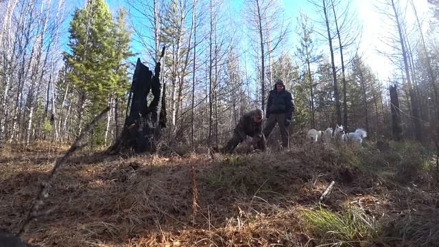 Мои 12 дней в тайге. Промысловая охота. смотреть онлайн