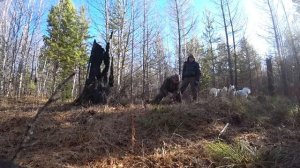 Мои 12 дней в тайге.  Промысловая охота.