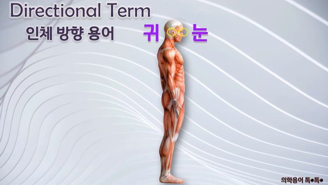 [ 해부학 용어 ①] 💀| 해부학 자세 및 방향 용어 | 애니메이션•AI성우로 해부학 용어 기초를 완벽하게 마스터하자! 📚 смотреть онлайн