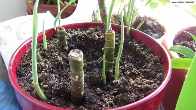 Укореняем черенки  АГЛАОНЕМЫ. Все этапы развития за год.