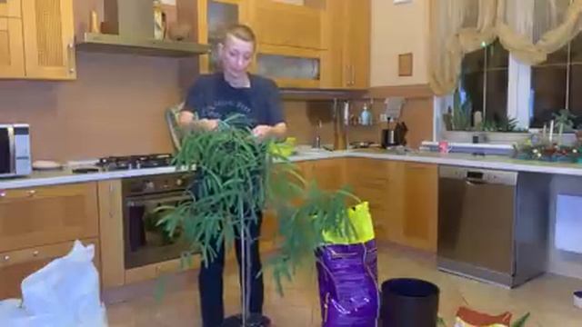 Навожу порядок на 1 этаже | Часть 2 | Пересадка растений. Какие растения можно сажать вместе? смотреть онлайн