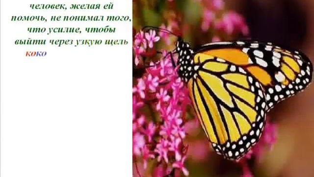 Урок бабочки Как добиться успеха! смотреть онлайн