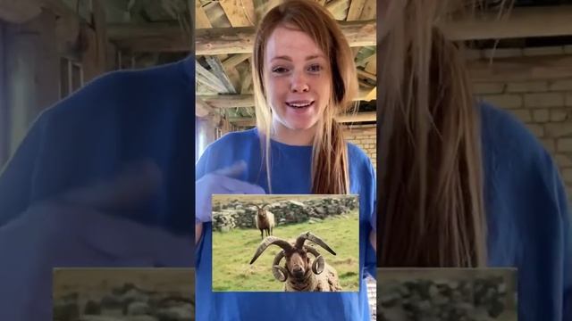 А вы знали, что козел и овца могут дать потомство? И будет он называться Базл смотреть онлайн