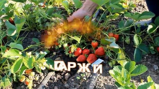 Ремонтантная садовая земляника Капри и Спаржи от Гуленина М.В. смотреть онлайн