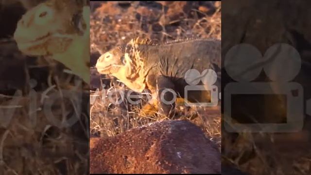 Very Dangerous Comodo Dragon | Animals Video | Wild Animals | Animals | #Shorts смотреть онлайн