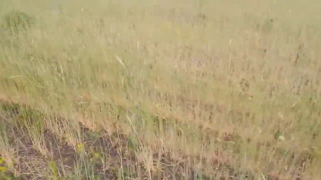 Можно ли рожь овцам или лошадям? смотреть онлайн