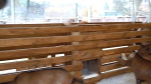 Как устроена козья ферма. Козье молоко экстра класса. Структура фермы. Продукция из козьего молока.