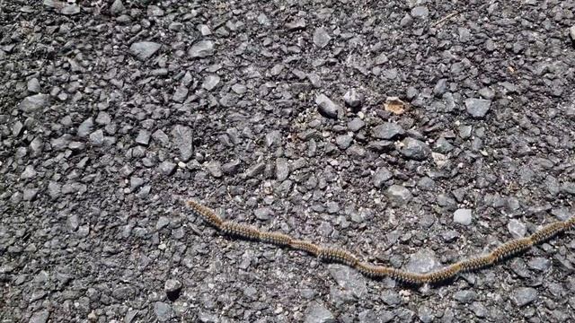 Цепочка гусениц смотреть онлайн