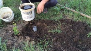 Полив винограда и подкормка по дренажам